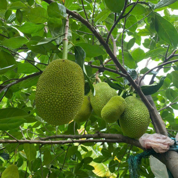 Bán đất ở 75 m2 1 sẹc Trần Văn Giàu 